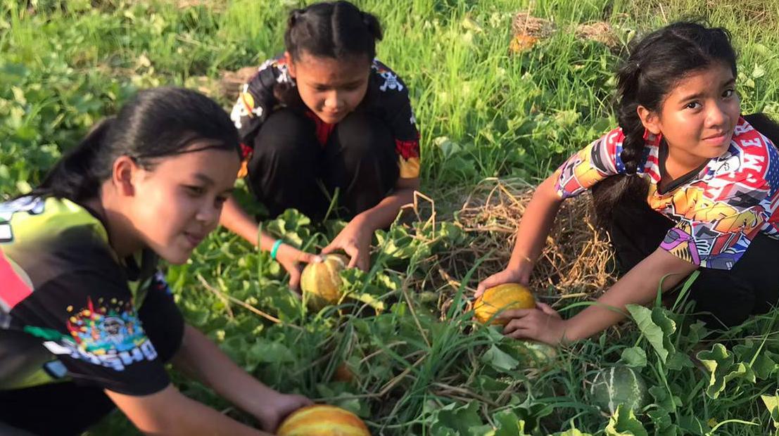 Thai melon field research