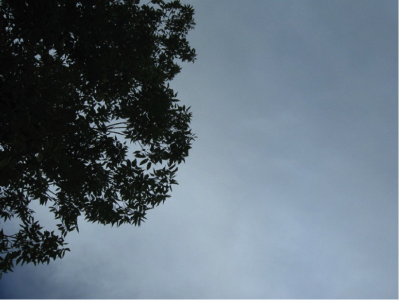 looking up from rain gauge