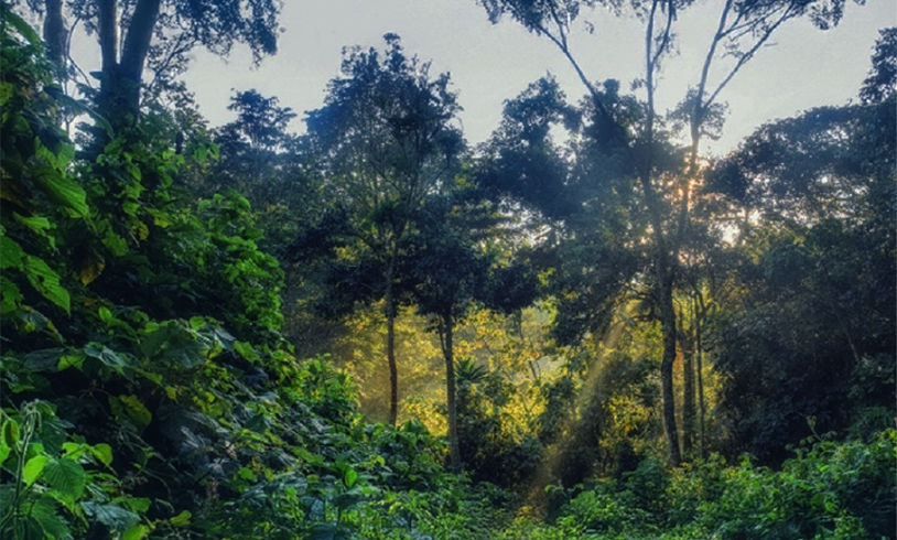 Image of forest
