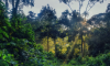 Image of forest
