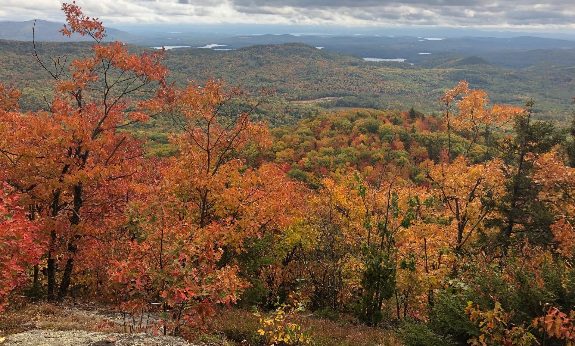 Overlooking a forest of fall colors