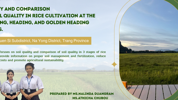 This study was successfully completed with the support and cooperation of many individuals and organizations. The authors would like to express their sincere gratitude to the project advisor, Ms.Sutheera Thacheen Ms. sawitree Duangsook, for valuable guidance, constructive suggestions, constant encouragement, and careful supervision throughout the entire research process. The advisor’s expertise and dedication greatly contributed to the improvement and completion of this study. The authors would also like to extend their deepest appreciation to the school director, MrSakda Paisomboon for providing support, facilities, and a favorable environment for conducting this research. Special thanks are also given to all teachers and educational staff who offered helpful advice and assistance during the implementation of the project. Furthermore, heartfelt thanks are extended to the student researchers, namely Ms. Nalinda Duangram Ms. Athicha Chobou Ms. Kanokwan Sarakwhose cooperation, responsibility, and commitment played a crucial role in accomplishing this study. Their teamwork and perseverance enabled the successful completion of all experimental procedures and data analysis. Finally, the authors sincerely hope that the results of this study will be beneficial for academic learning and serve as a useful reference for future research and the improvement of agricultural studies.