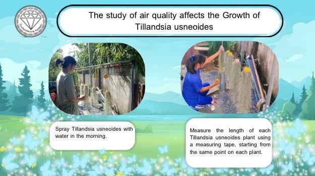 Measure the length of the Tillandsia usneoides plant.