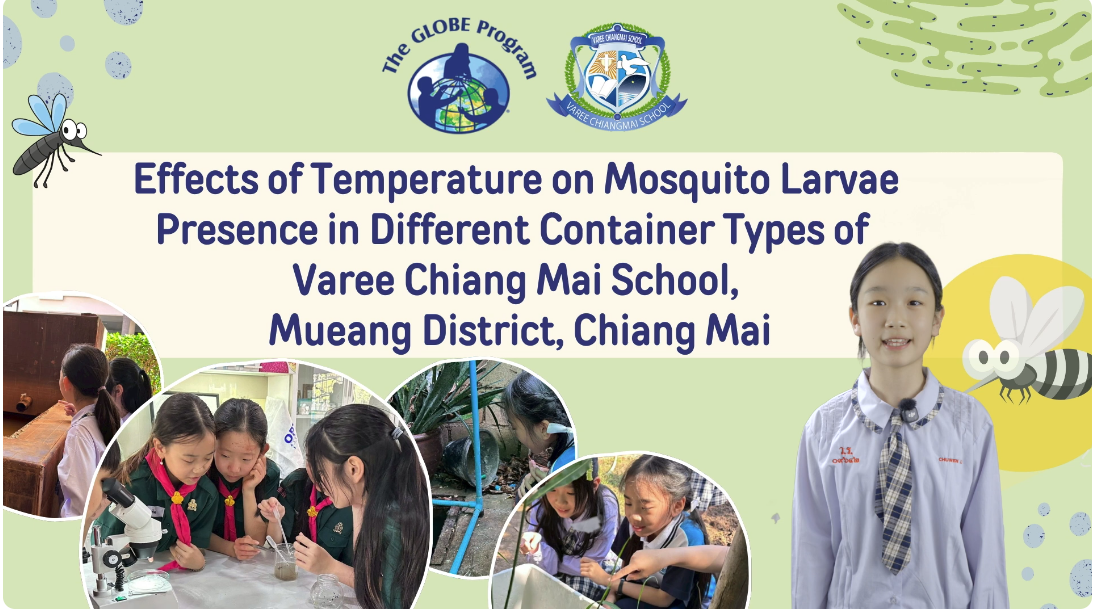 This cover image represents a student research project titled “Effects of Temperature on Mosquito Larvae Presence in Different Container Types of Varee Chiang Mai School, Mueang District, Chiang Mai.” The design highlights scientific inquiry and environmental awareness through images of students actively participating in fieldwork and laboratory investigations, such as collecting water samples, observing mosquito larvae, and using microscopes. The presence of The GLOBE Program and Varee Chiang Mai School logos emphasizes the academic and international nature of the project. A student presenter in school uniform appears on the right side, symbolizing student leadership and communication of scientific findings. The use of mosquito illustrations and a soft green background reflects the study’s focus on ecology, public health, and environmental science. Overall, the cover conveys hands-on learning, teamwork, and the importance of understanding environmental factors related to mosquito-borne diseases.