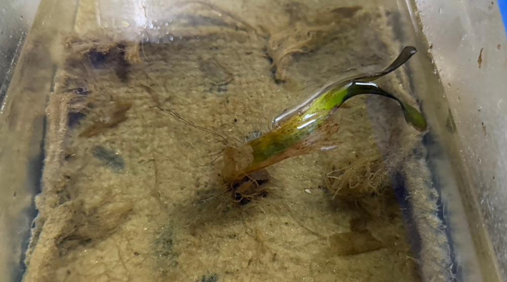 This image displays the experimental laboratory setup for treating wastewater from marine shrimp farms using Tape seagrass (Enhalus acoroides). The setup shown specifically utilizes gunny sacks as a planting medium, which emerged as the most successful method in this project. Compared to other materials, the gunny sack provides an optimal environment for the seagrass to thrive, resulting in the highest growth rate.