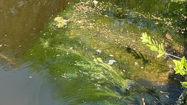 Figure show Algae for the Treatment of Shrimp Pond Wastewater.