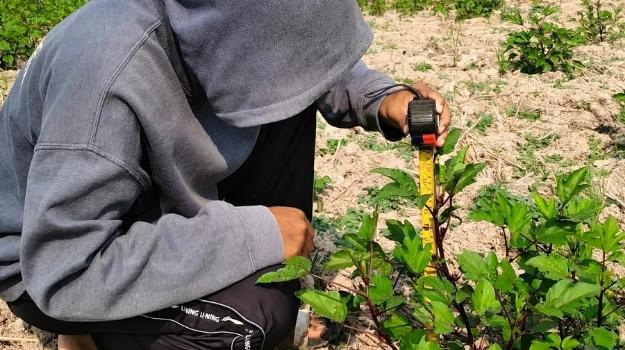 The Student is measuring the height of roselle plants.