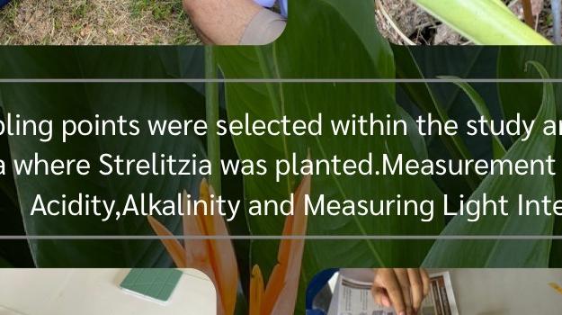 Two soil sampling points were selected within the study area: one located under Large trees and the open area where Strelitzia was planted.Measurement of soil moisture,measurement of Soil. Acidity,Alkalinity and Measuring Light Intensity . At each study site, soil samples were collected from two sampling points and placed on a plate. The structure was Analyzed using the CU Smart Lens,photographs of the soil samples were taken and compared with soil data. Texture (soil fixation) calibration plate. The soil structure was then documented.