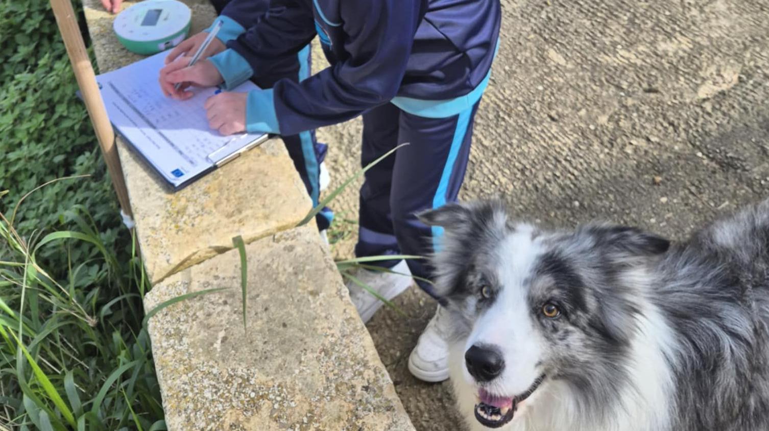 Students (and fury friends) collecting data