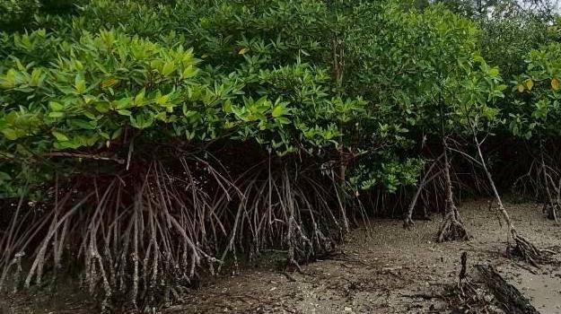 This image captures the natural environment of a mangrove forest, showcasing its remarkable physical features. The extensive network of prop roots provides vital structural stability and sustainably buffers the coastline against wave energy. Furthermore, these forests are essential to the ecosystem and serve as one of the world's most significant carbon sinks.
