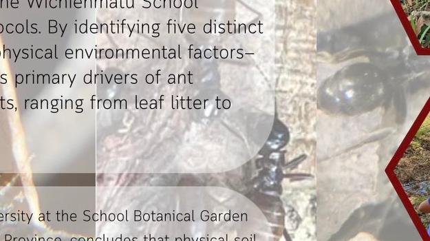This study investigated the physical factors influencing ant diversity within the Botanical Garden of Wichienmatu School, Mueang District, Trang Province. The research focused on assessing soil quality (temperature, pH, and moisture) and air quality (ambient temperature and relative humidity) in accordance with the GLOBE (Global Learning and Observations to Benefit the Environment) protocols. Data collection was conducted from October to December 2025. The results indicated that physical environmental factors, particularly soil temperature, significantly influence ant populations and their spatial distribution. Recorded parameters included soil temperatures ranging from 29.6 to 30.0 °C, soil moisture levels of 2.10%–4.06%, and soil pH levels between 7.0 and 8.0, while air temperature and relative humidity fluctuated between 31.1–33.13 °C and 50%–51%, respectively. A total of five ant taxa were identified, namely Paratrechina longicornis, Odontoponera sp., Camponotus sp., Oecophylla smaragdina, and Diacamma sp. These species were predominantly distributed across the ground surface, beneath leaf litter, under decaying logs, and on tree branches. These findings suggest that such physical variables play a critical role in maintaining ant biodiversity within the study area.