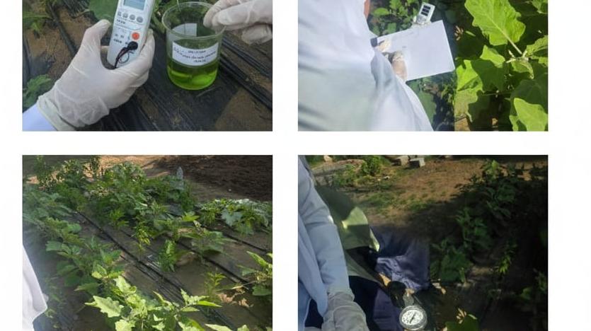Students apply GLOBE program protocols in a research study investigating the impact of salt spray on eggplant and pepper plants."