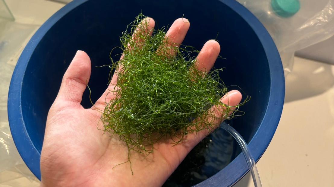 Chartomorpha algae cultivation in seawater which is control set to compare to cultivation in oil and wastewater contaminated seawater.