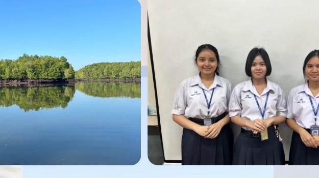 This environmental research project, "A Study of Physical Factors Affecting the Growth of Grapes (Caulerpa racemosa) in the Mangrove Forest of Ban Yong Star, Tha Kham Subdistrict, Palian District, Trang Province," was successfully completed thanks to the assistance and cooperation of many parties. The researchers would like to thank Mr. Sakda Paisomboon, Director of Wichianmatu School, and Ms. Suthira Thachin and Ms. Orapin Noonum, the project advisors, for their guidance and assistance in conducting the research, as well as for revising and improving the research to ensure accuracy and completeness. We would also like to thank all those involved who cooperated in data collection and facilitated the research at Ban Suan Nanin, Khlong Suso, Tha Kham Subdistrict, Palian District, Trang Province, which was the location of this research. Finally, the researchers would like to thank all parties who helped to make this research a success and sincerely hope that this research will be beneficial to the study and development of knowledge about grapes (Caulerpa racemosa) in the future.