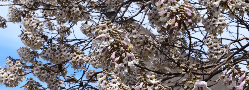 Picture of a cherry blossom tree in bloom.