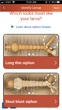 A device screen for an app showing the anatomy of a mosquito larva.