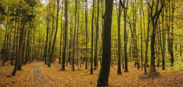 Image of a forest with many trees and leaves on the ground.