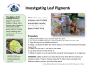 Learning Activities preview for K-2 GLOBE Grandma - Lesson 5- Investigating Leaf Pigments.pdf