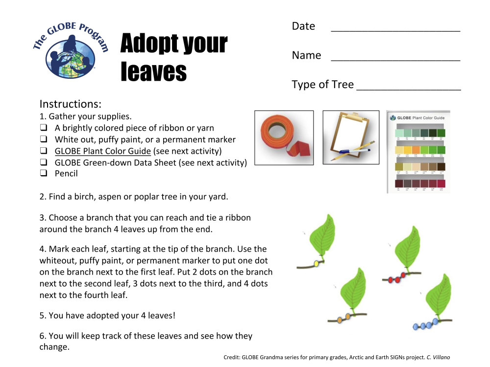 Learning Activities preview for K-2 GLOBE Grandma- Lesson 2- Adopt your leaves.pdf
