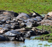 The survey of the Water Buffalo Populations in Thale Noi, Phatthalung Thailand