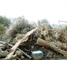 Oppressive Logging is a monster Threaten the environment