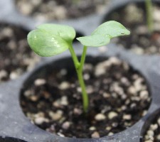 mung bean sprouting