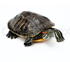 Red Eared Slider
