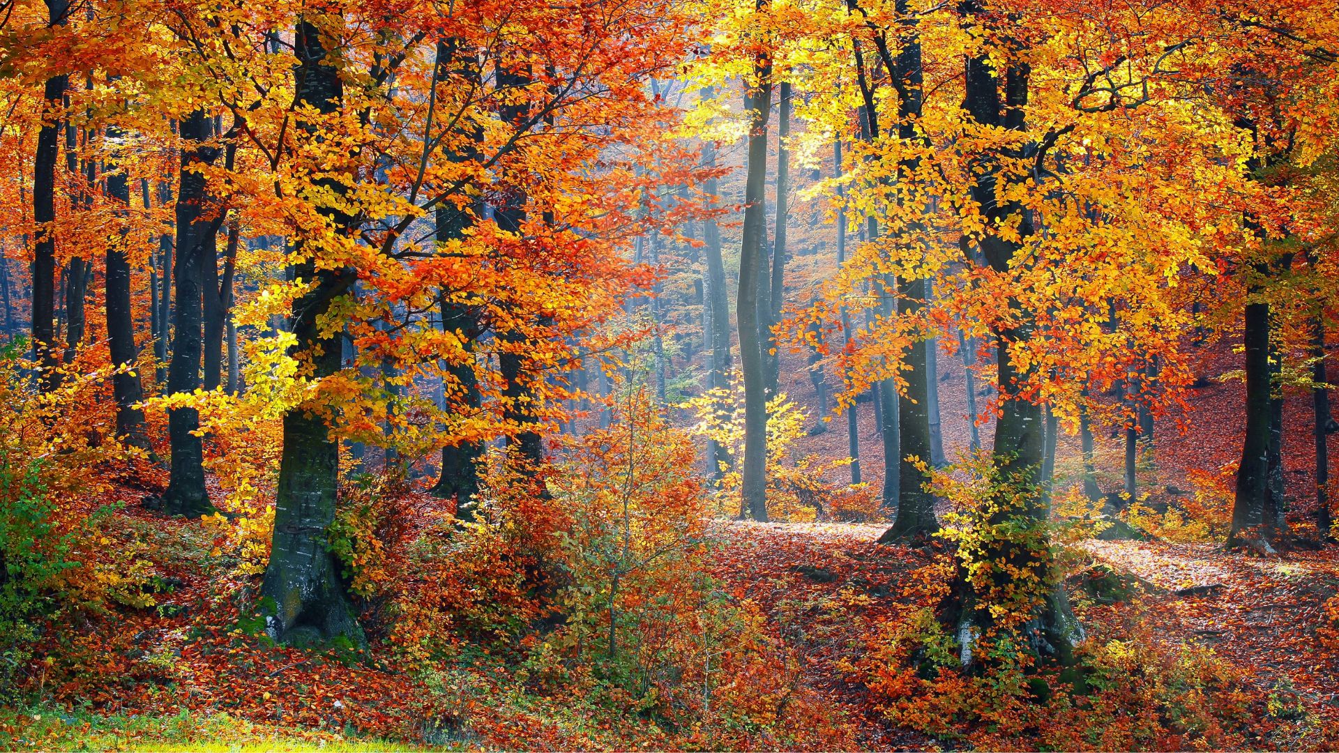 colorful autumn trees