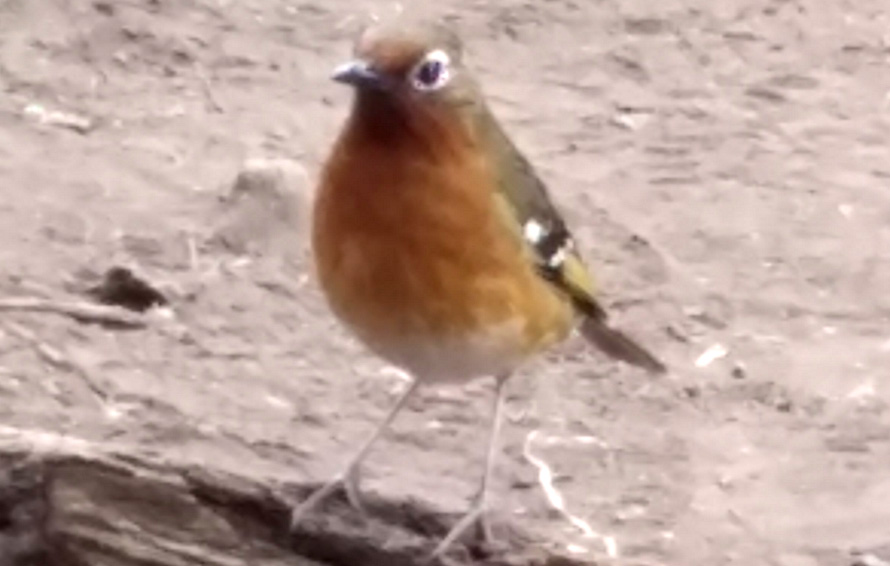 A brownish colored bird with a reddish breast stands on a weathered log.