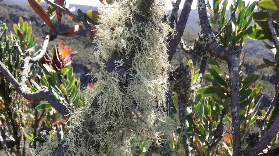 Epiphytes: a mossy plant grows on a tree.