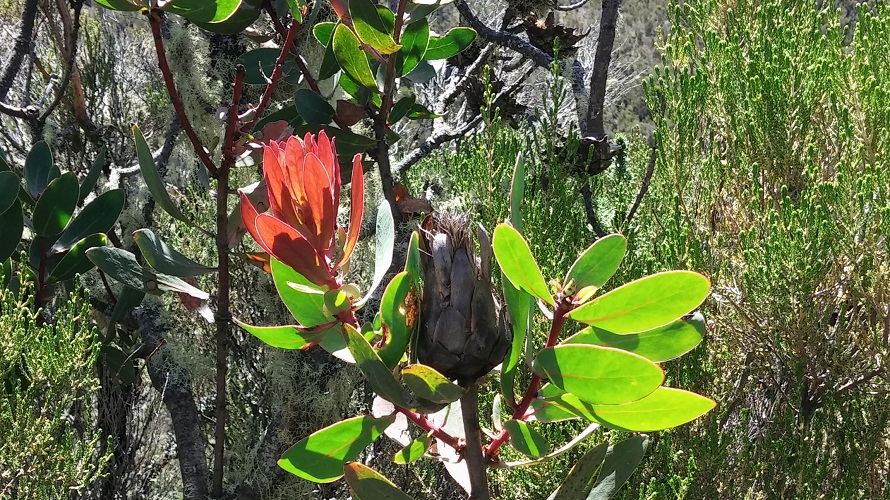 A view of a reddish and leafy plant.