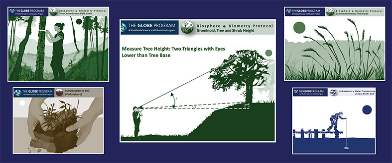 Graphic showing a person's measuring tree height. Text: "Two triangles with eyes lower than tree base."