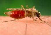 Photo of mosquito -- from one of the new GLOBE Data Exploration Learning Activities