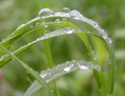 photo of rain on a bush