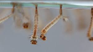 An image of mosquito larvae.
