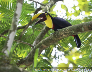 Toucan in a forest.