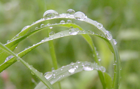 Rain on grass.