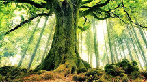 Earth Day 2016 - image of tree