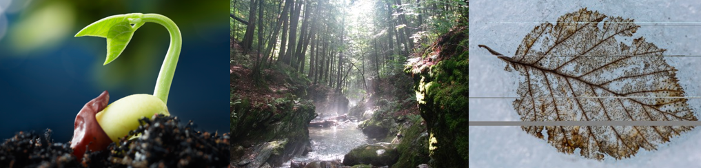 Carbon Cycle photos of vegetation