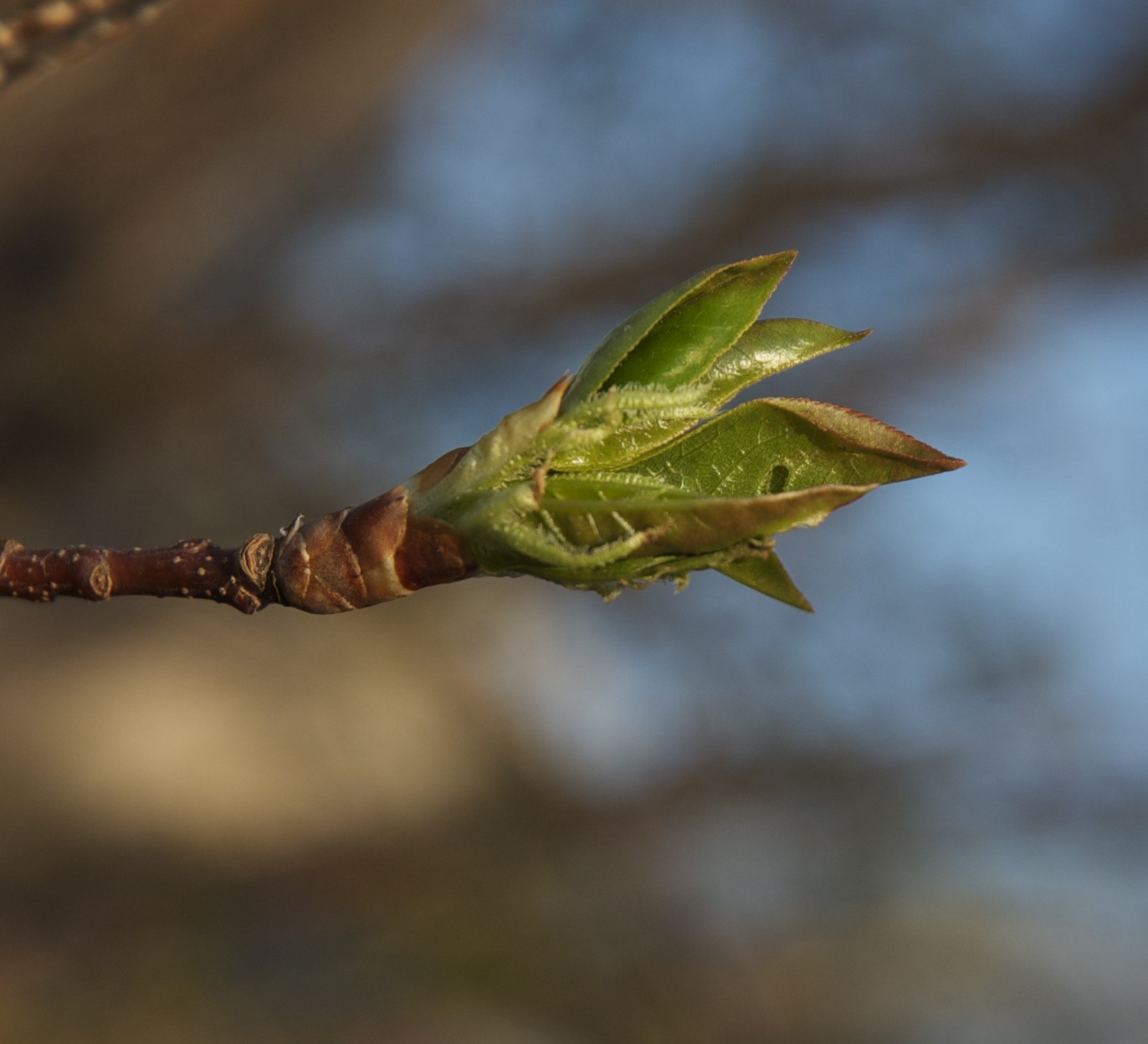 Photo of a bud