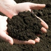 Photo of hands holding soil