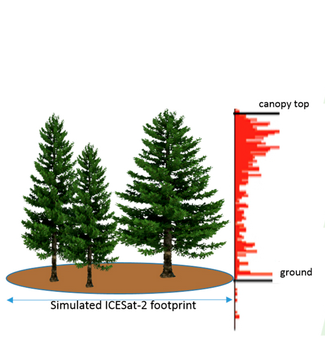 Tree Height graphic