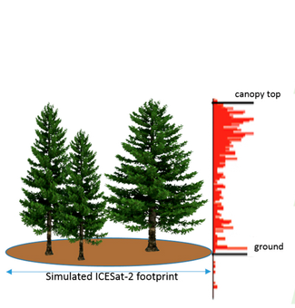 ICE-Sat tree height