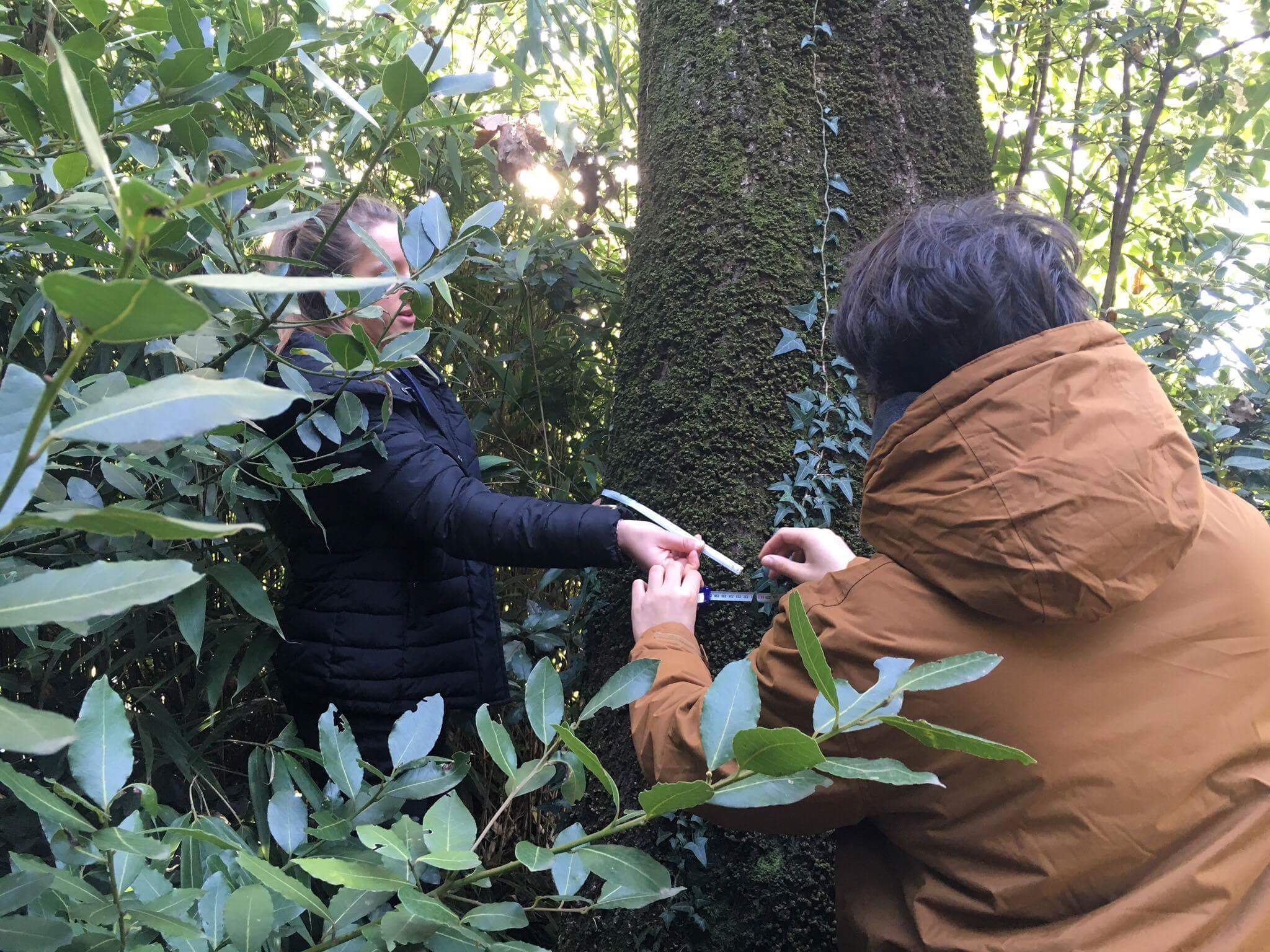 Two people wrap a tape measure around a tree.