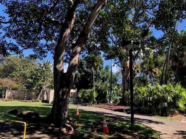 Photo of the campus of the University of Hawaii, Manoa