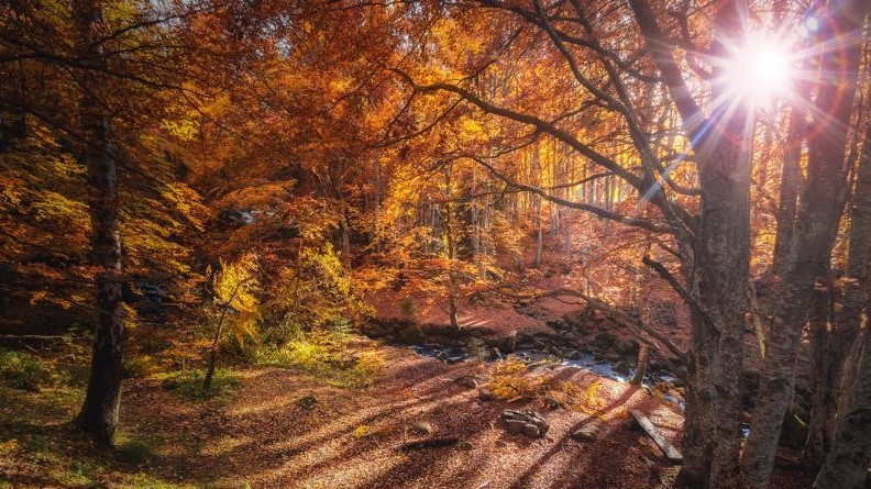 Photo of trees in the Autumn