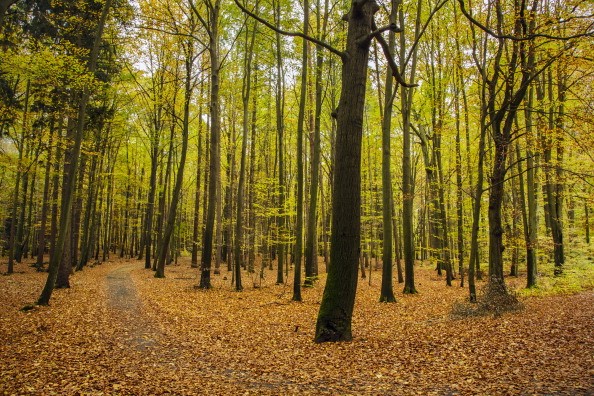 Photo of a tree