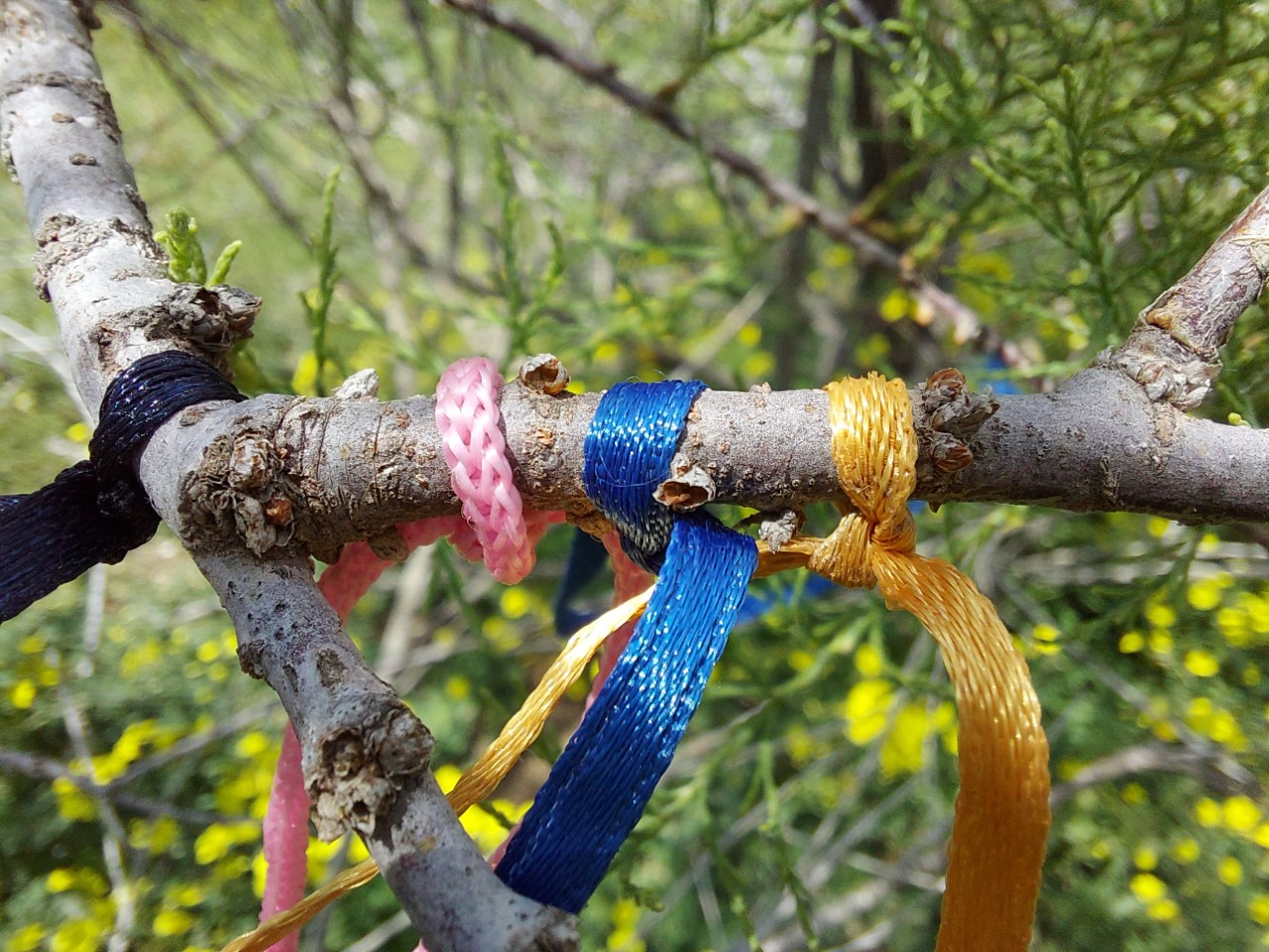 Photo of a tree limb with four buds marked with different colored ribbon 