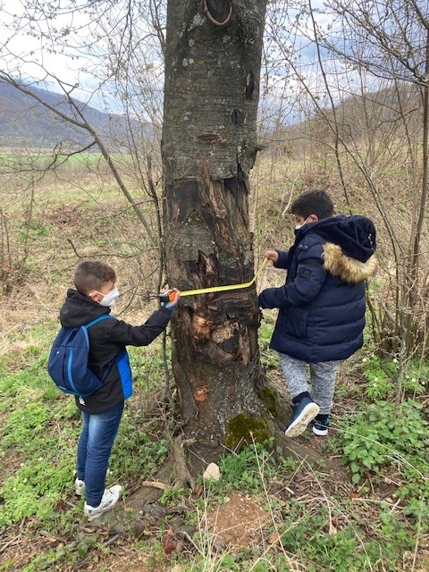 Two students measuring a tree