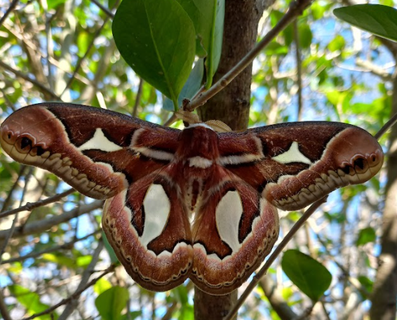 Butterfly observed in a tree near Rural School No. 88, Alfred Nobel; Las Violetas, Canelones